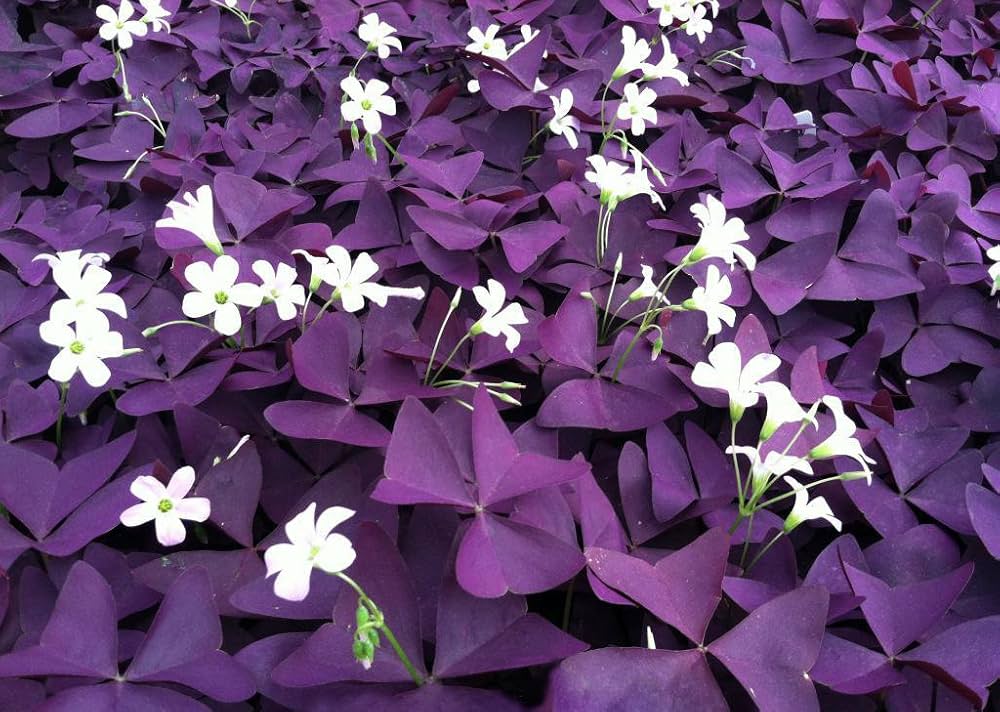 Oxalis Acetosella Violet Flower - for planting in home garden